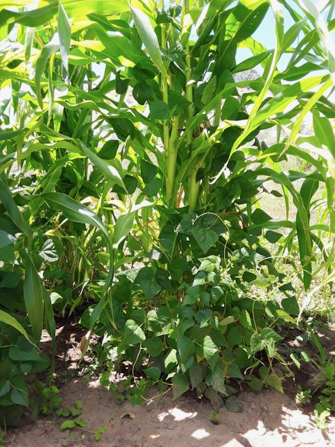 Cherokee Cornfield Pole Snap Bean